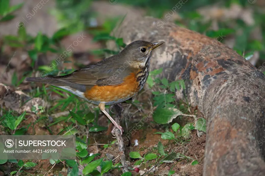 Grey-backed Thrush (Turdus hortulorum) adult female, perched on twig close to ground, Hong Kong, China, January
