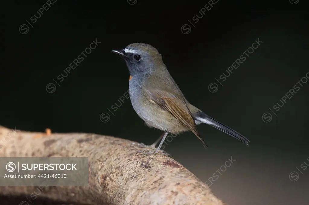 Rufous-gorgeted Flycatcher (Ficedula strophiata) adult male, breeding plumage, perched on branch, Hong Kong, China, February