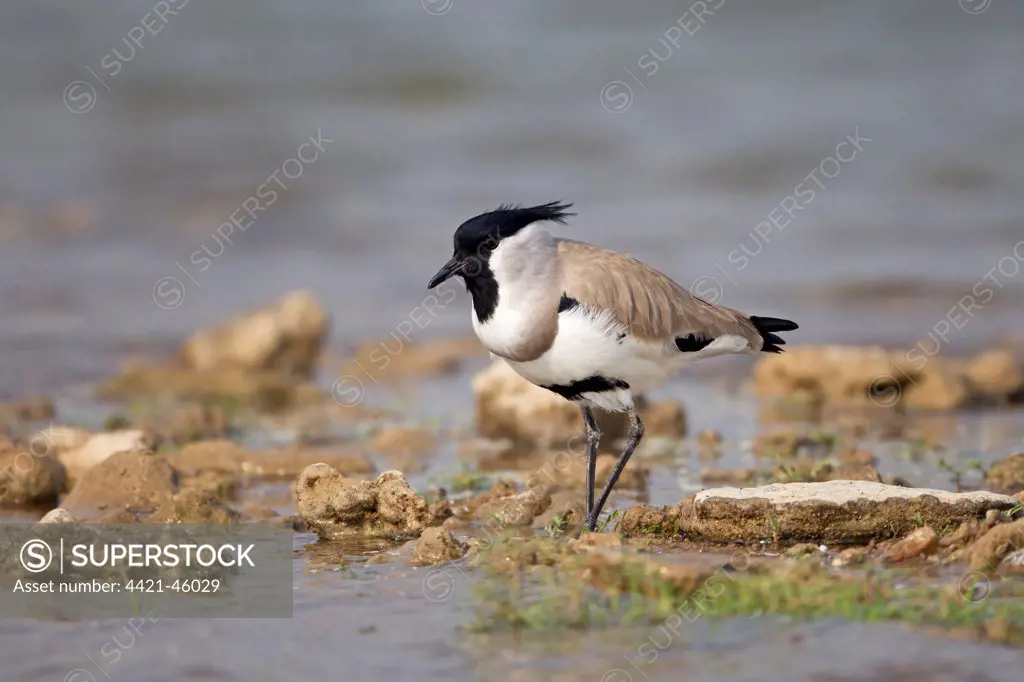 River Lapwing (Vanellus duvaucelii) adult, standing at edge of water, Chambal River, Rajasthan, India, November