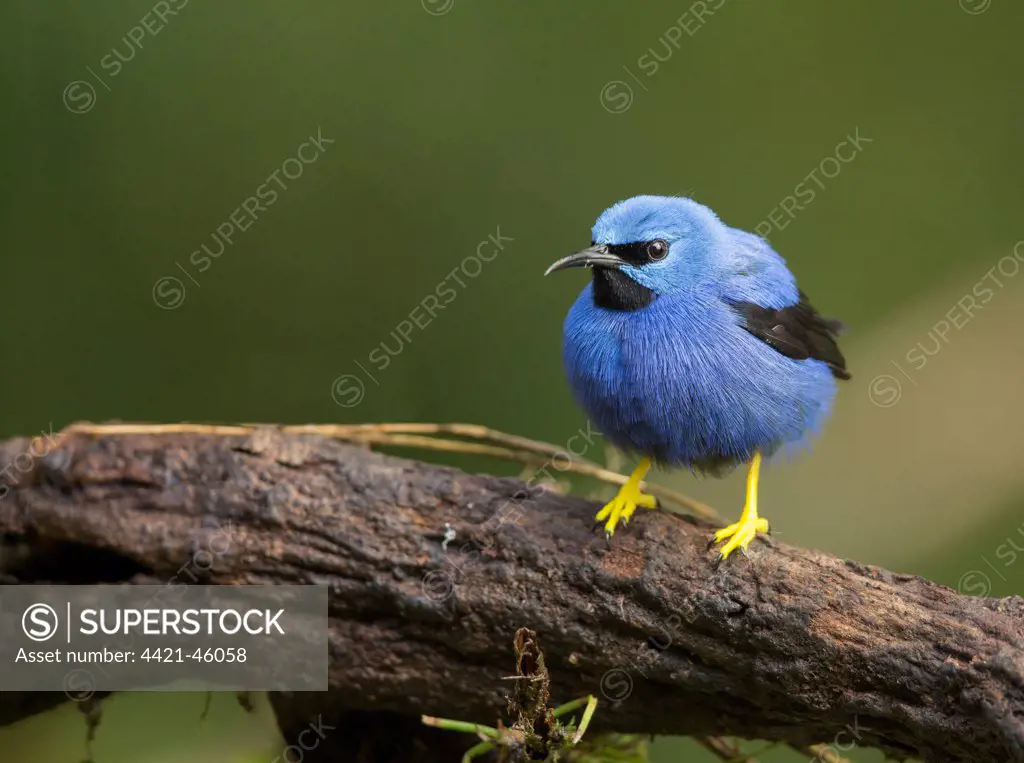 Shining Honeycreeper (Cyanerpes lucidus) adult male, perched on branch, Costa Rica, March