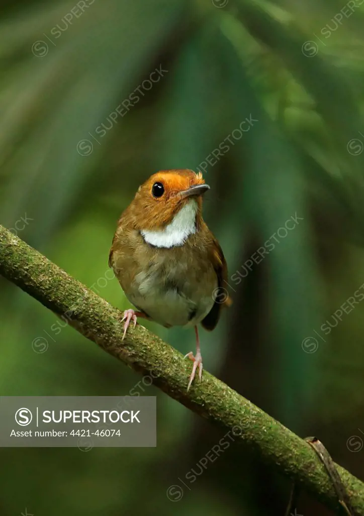Rufous-browed Flycatcher (Anthipes solitaris submoniliger) adult, perched on twig, Kaeng Krachan N.P., Thailand, May