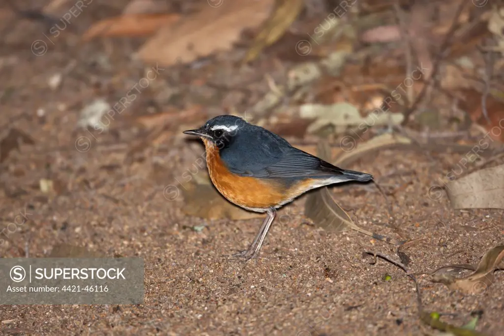 Indian Blue Robin (Luscinia brunnea) adult male, standing on ground, Nandi Hills, Bangalore, Karnataka, India, March