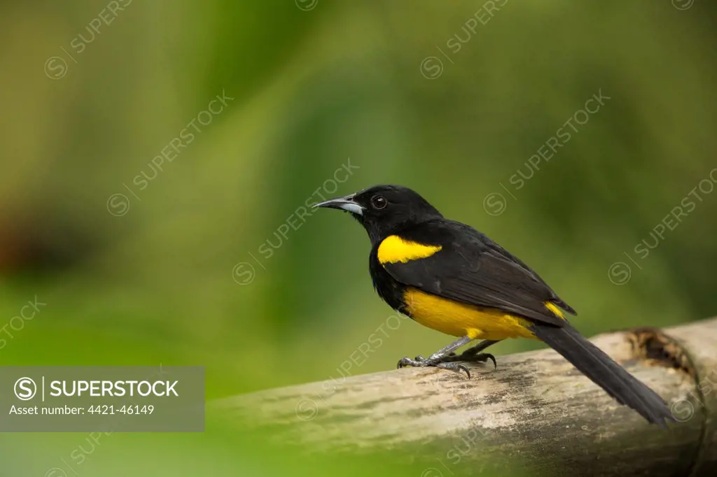 Black-cowled Oriole (Icterus prosthemelas) adult, Costa Rica, March