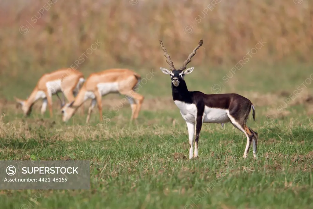 Blackbuck (Antilope cervicapra) adult male, with horns covered in mud, immature male and female grazing in background, India, November