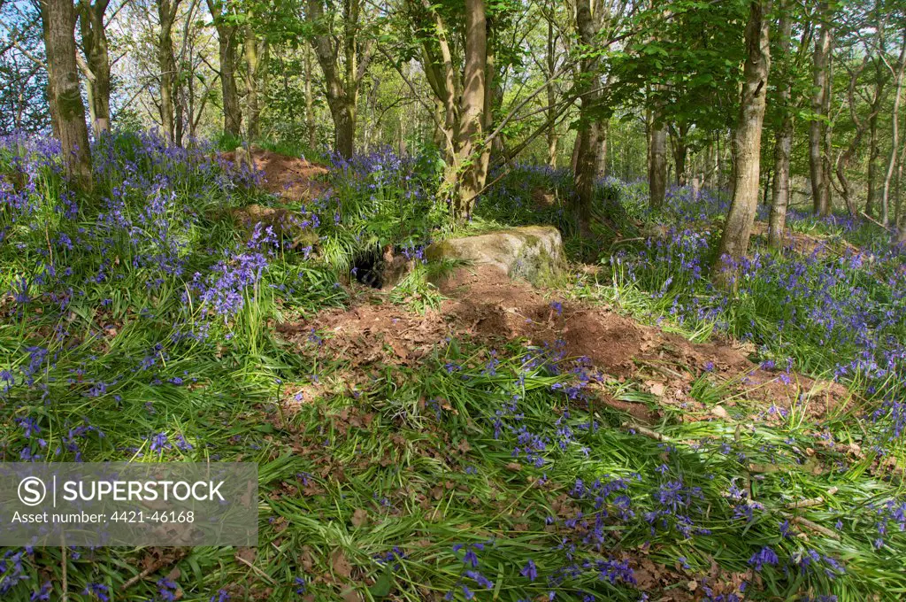 Eurasian Badger (Meles meles) sett, amongst trampled Bluebell (Endymion non-scriptus) flowering in woodland, New Abbey, Dumfries and Galloway, Scotland, May