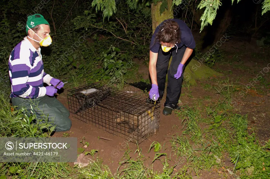 Eurasian Badger (Meles meles) bovine tuberculosis vaccination scheme, badger in live trap being clipped and sprayed by Wildlife Trust personnel to mark it after being vaccinated, Shropshire, England, June