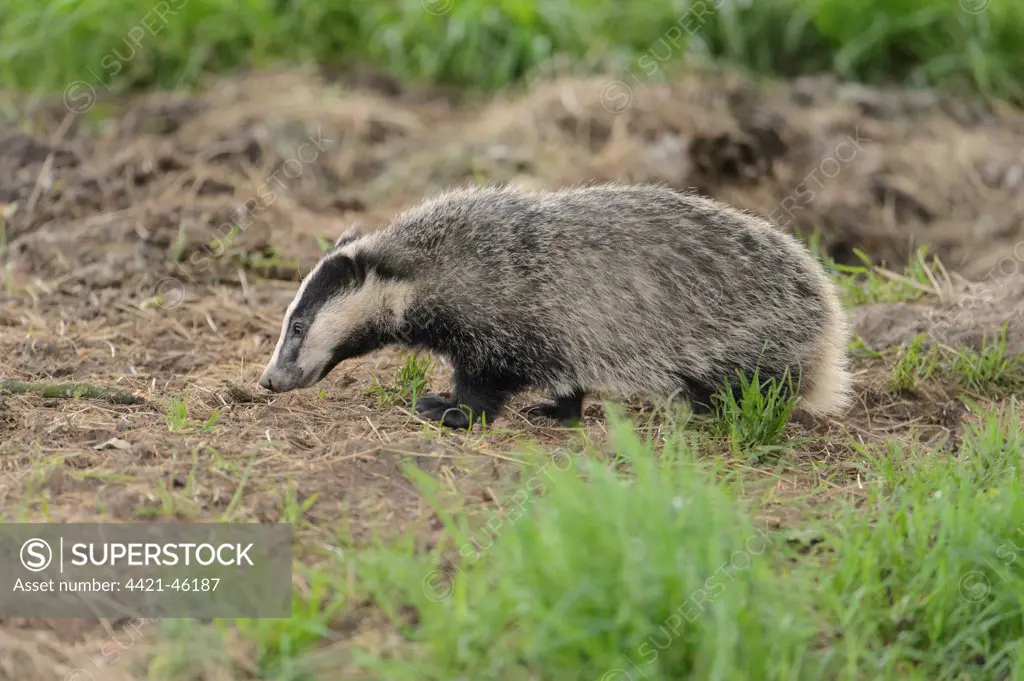 Eurasian Badger (Meles meles) adult, standing near sett, Blithfield, Staffordshire, England, June