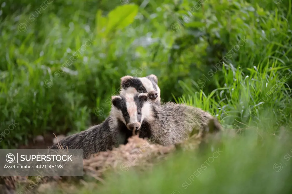 Eurasian Badger (Meles meles) adult and cub, standing near sett, Blithfield, Staffordshire, England, June