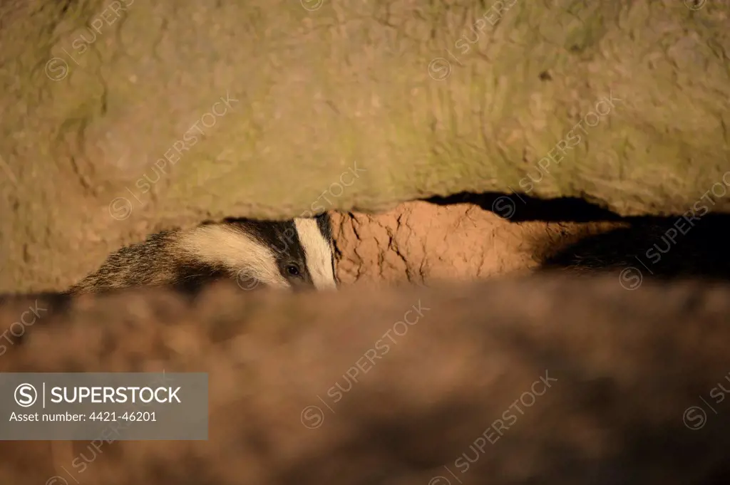 Eurasian Badger (Meles meles) cub, looking out from sett entrance, Blithfield, Staffordshire, England, June