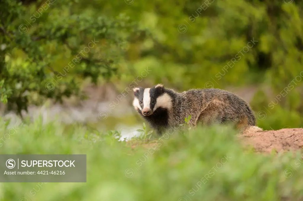 Eurasian Badger (Meles meles) adult, standing near sett, Blithfield, Staffordshire, England, June