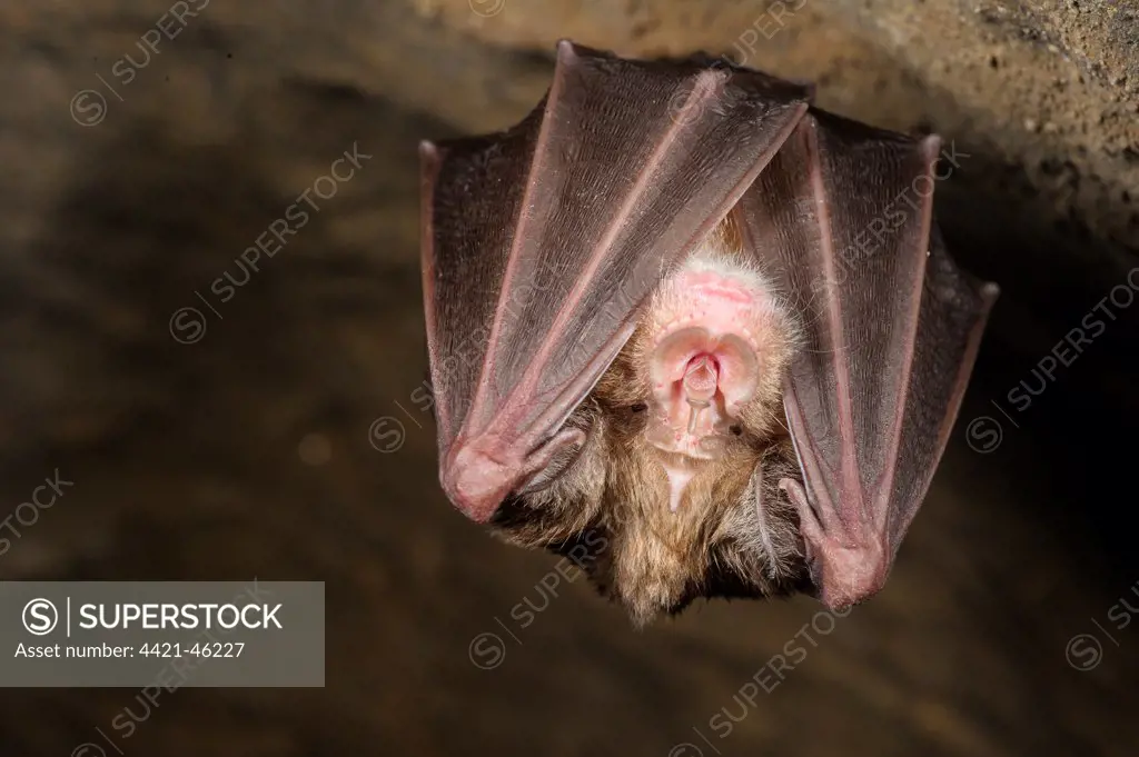Greater Horseshoe Bat (Rhinolophus ferrumequinum) adult, hibernating in cave, Grotta dell'Orso, Ormea, Cuneo Province, Piedmont, Italy, January