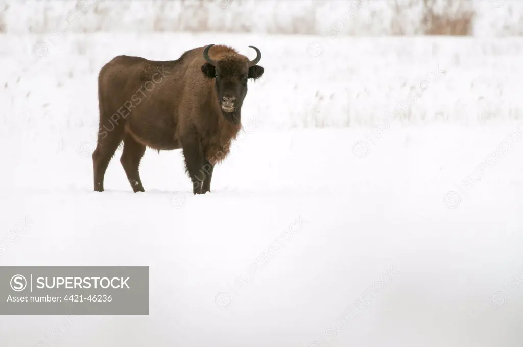 European Bison (Bison bonasus) adult, standing in snow covered meadow, Bialowieza N.P., Podlaskie Voivodeship, Poland, February