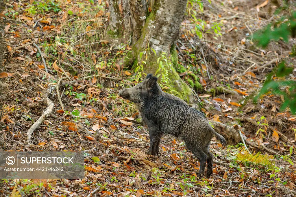 Eurasian Wild Boar (Sus scrofa) adult, standing in deciduous forest, Antola Regional Park, Genova Province, Liguria, Italy, October