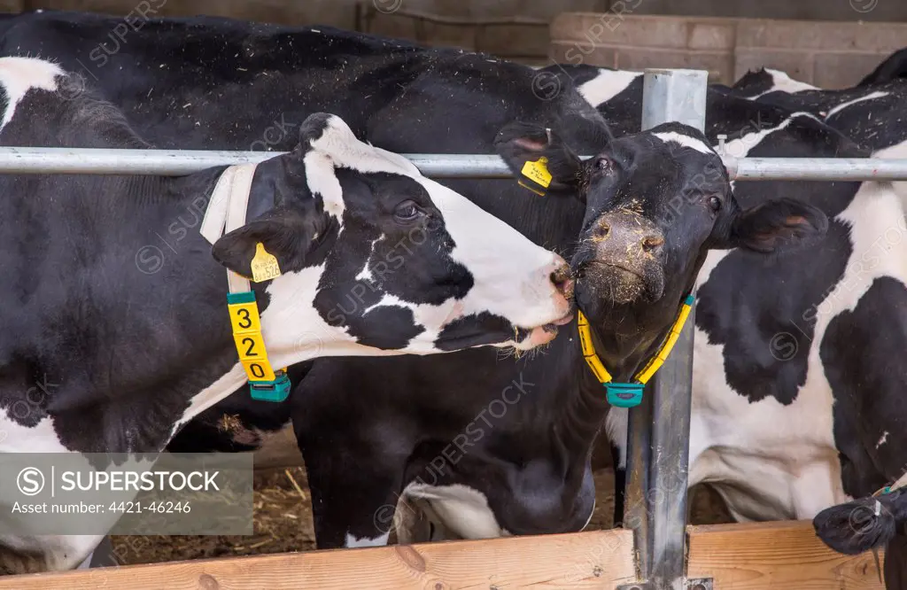 Domestic Cattle, Holstein cows, with radio identification collars, feeding on total mixed ration at feed barrier, Evesham, Worcestershire, England, June