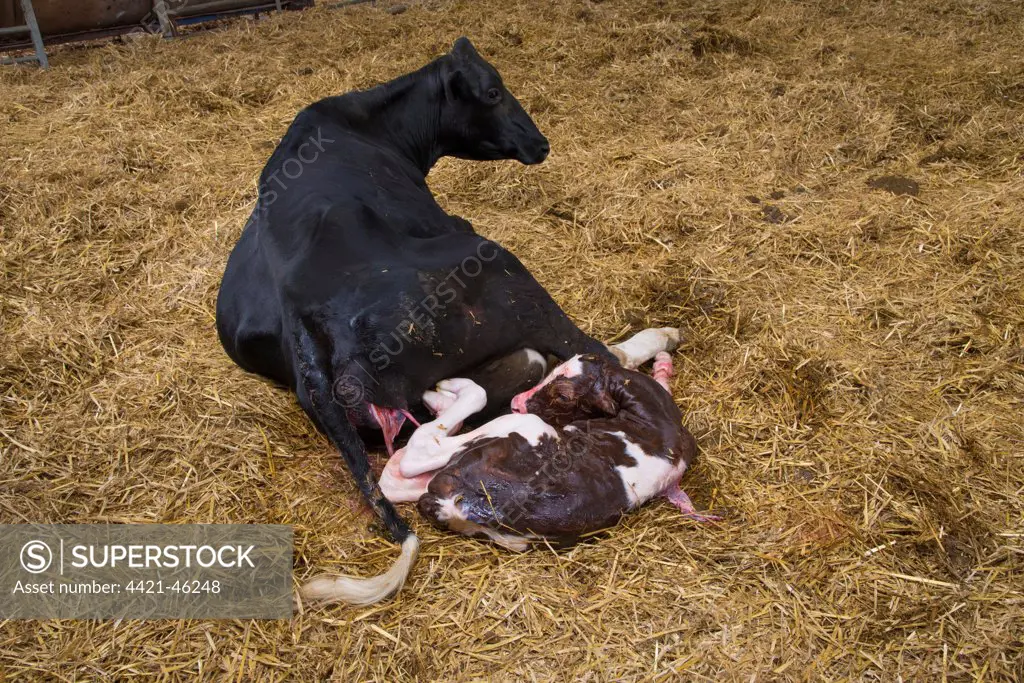 Domestic Cattle, Holstein cow with newly born Red Holstein bull calf, in straw calving yard, Cheshire, England, May