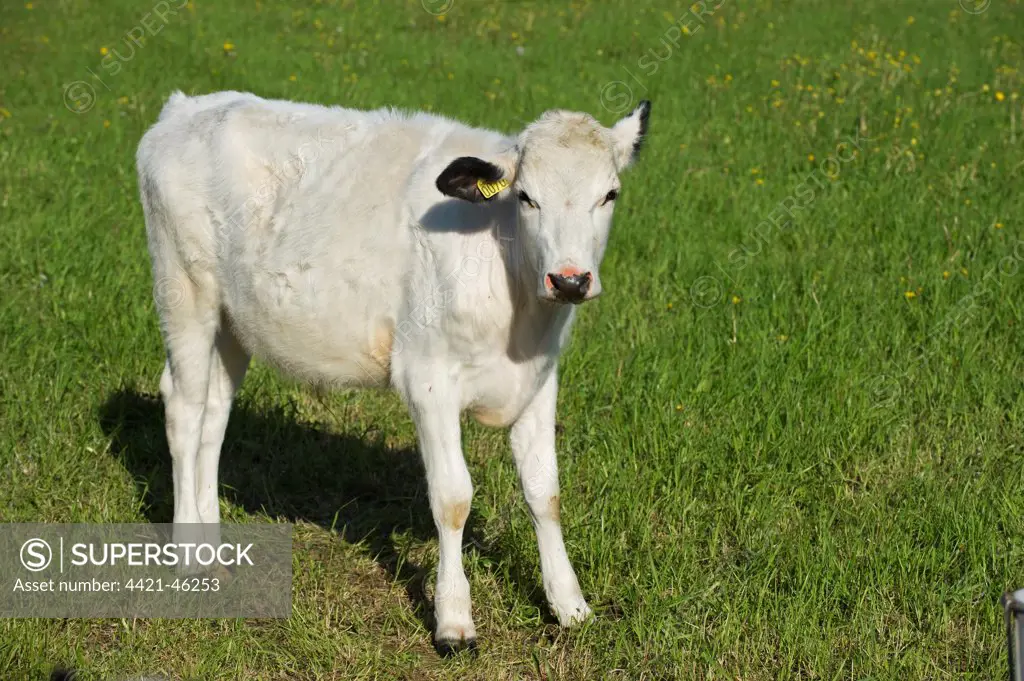 Domestic Cattle, Fjaell (Swedish Mountain), calf, with ear tag, standing in pasture, Sweden, may