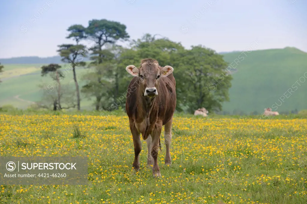 Domestic Cattle, Brown Swiss heifer, standing amongst buttercups in pasture, Whitewell, Forest of Bowland, Lancashire, England, June