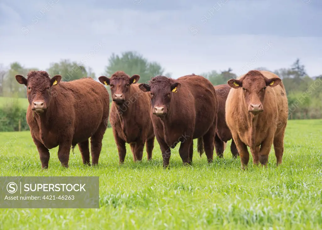 Domestic Cattle, Red Ruby Devon herd, standing in pasture, Exeter, Devon, England, May
