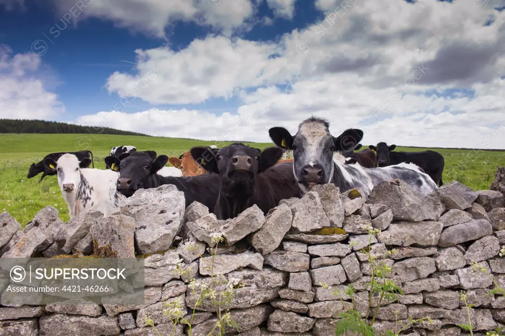 Domestic Cattle, mixed breed beef herd, looking over drystone wall, Whitewell, Forest of Bowland, Lancashire, England, June