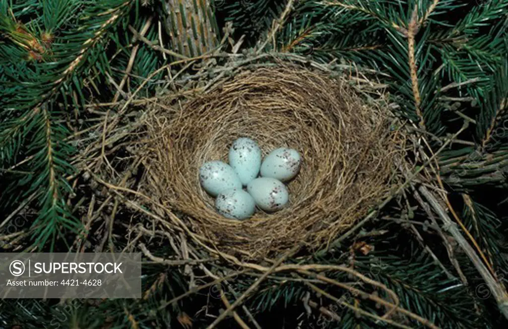 Bullfinch (P.pyrrhula)  Nest & five eggs