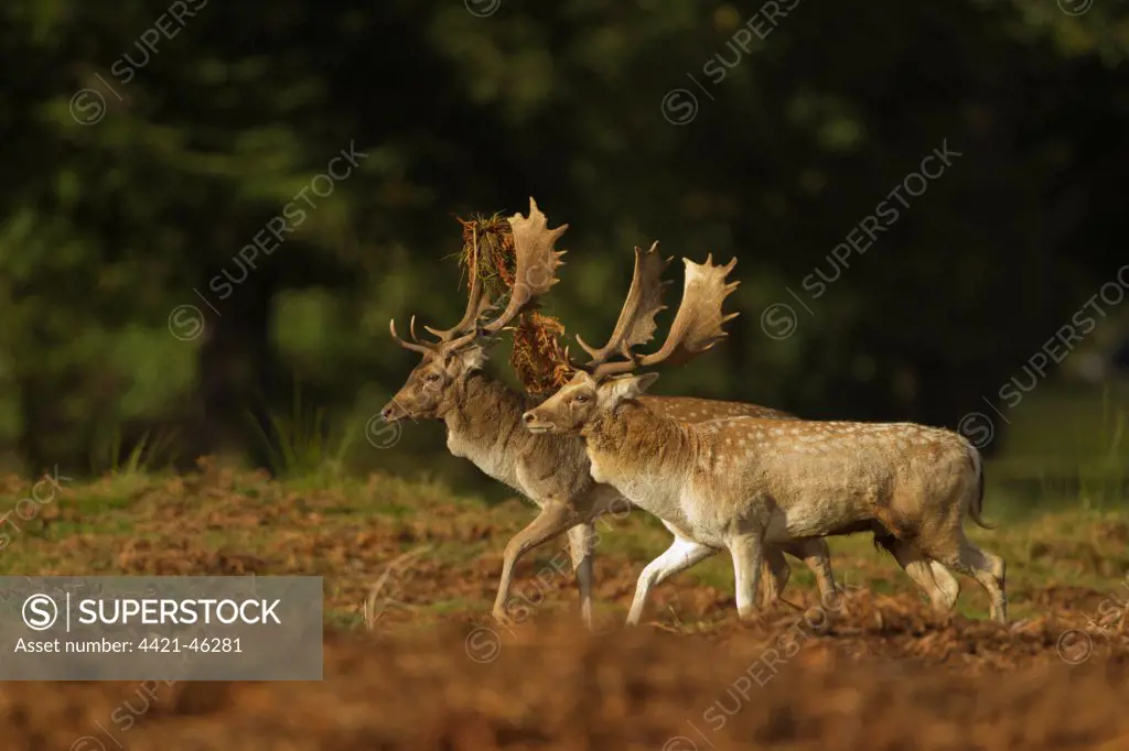 Fallow Deer (Dama dama) two bucks, performing parallel walk before commiting to fight, during rutting season, Leicestershire, England, October