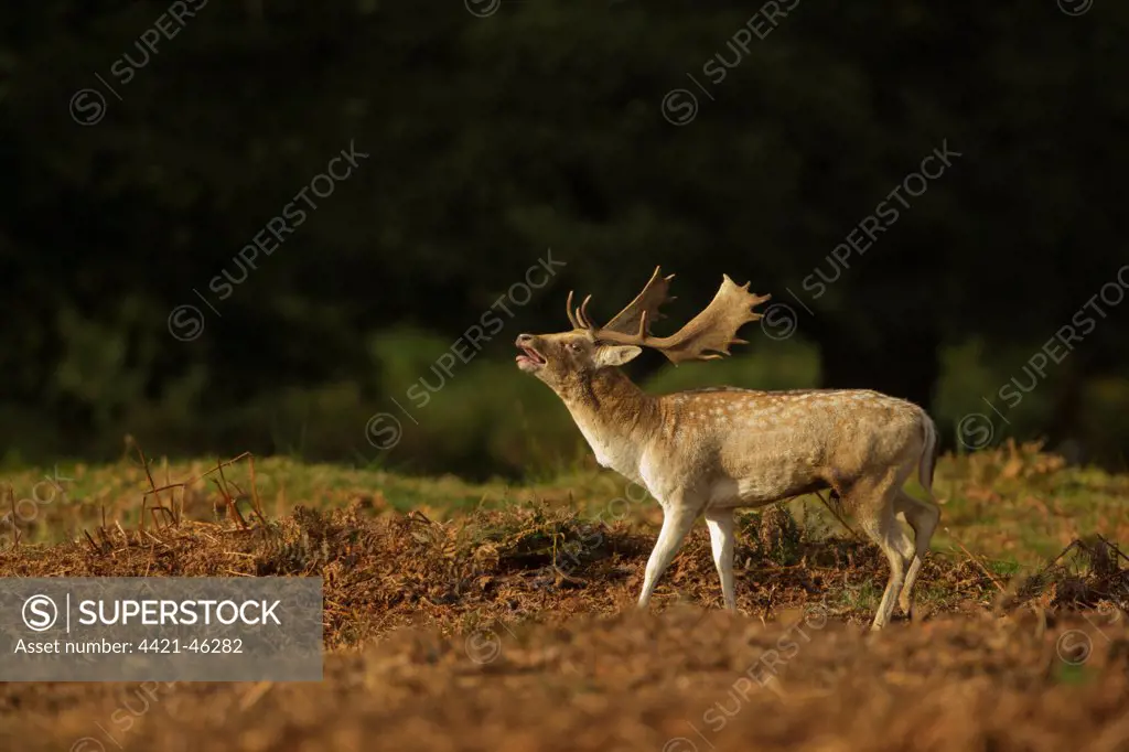 Fallow Deer (Dama dama) buck, roaring, during rutting season, Leicestershire, England, October