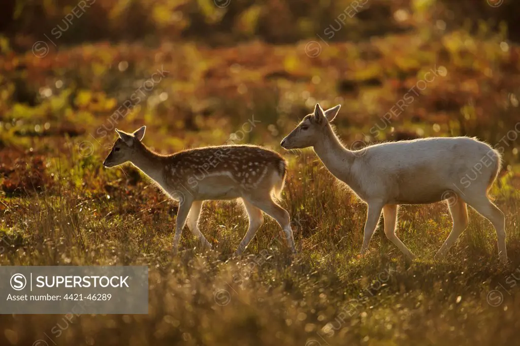 Fallow Deer (Dama dama) doe, pale form, with fawn, backlit at dawn, Bradgate Park, Leicestershire, England, October