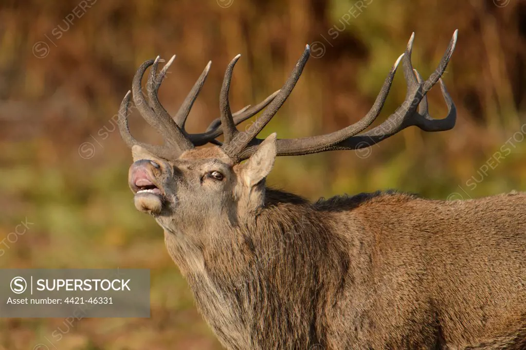 Red Deer (Cervus elaphus) mature stag, close-up of head, in flehmen, during rutting season, Bradgate Park, Leicestershire, England, October