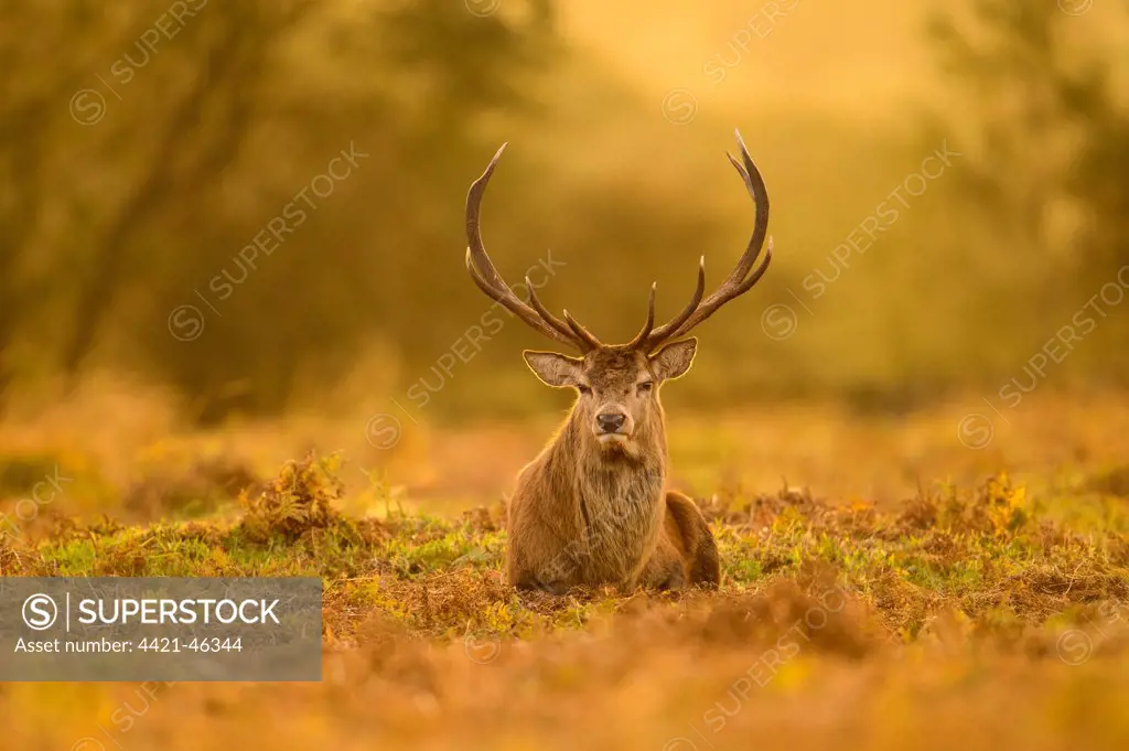 Red Deer (Cervus elaphus) mature stag, resting on ground at dusk, during rutting season, Bradgate Park, Leicestershire, England, October