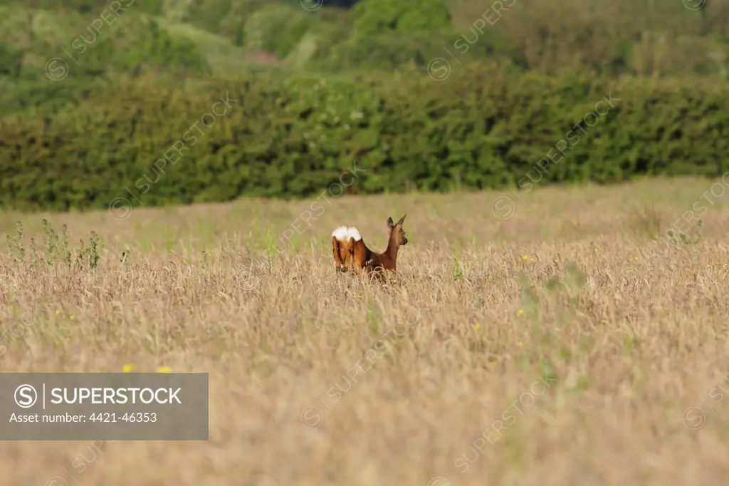 Western Roe Deer (Capreolus capreolus) doe, running and flashing white rump patch, in set-aside field on farmland, West Yorkshire, England, August