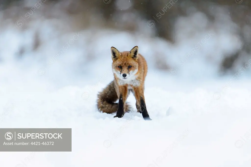 European Red Fox (Vulpes vulpes) adult, standing on snow, Cannock Chase, Staffordshire, England, January