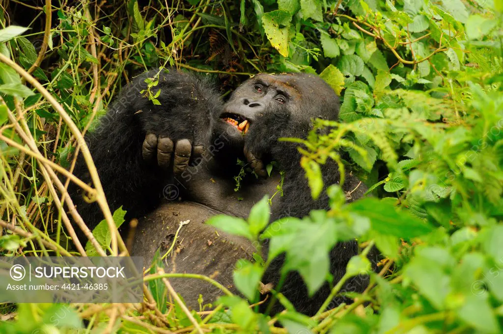 Eastern Lowland Gorilla (Gorilla beringei graueri) 'Chimanuka' adult male silverback, feeding in forest undergrowth, Kahuzi-Biega N.P., Kivu Region, Democratic Republic of Congo, November