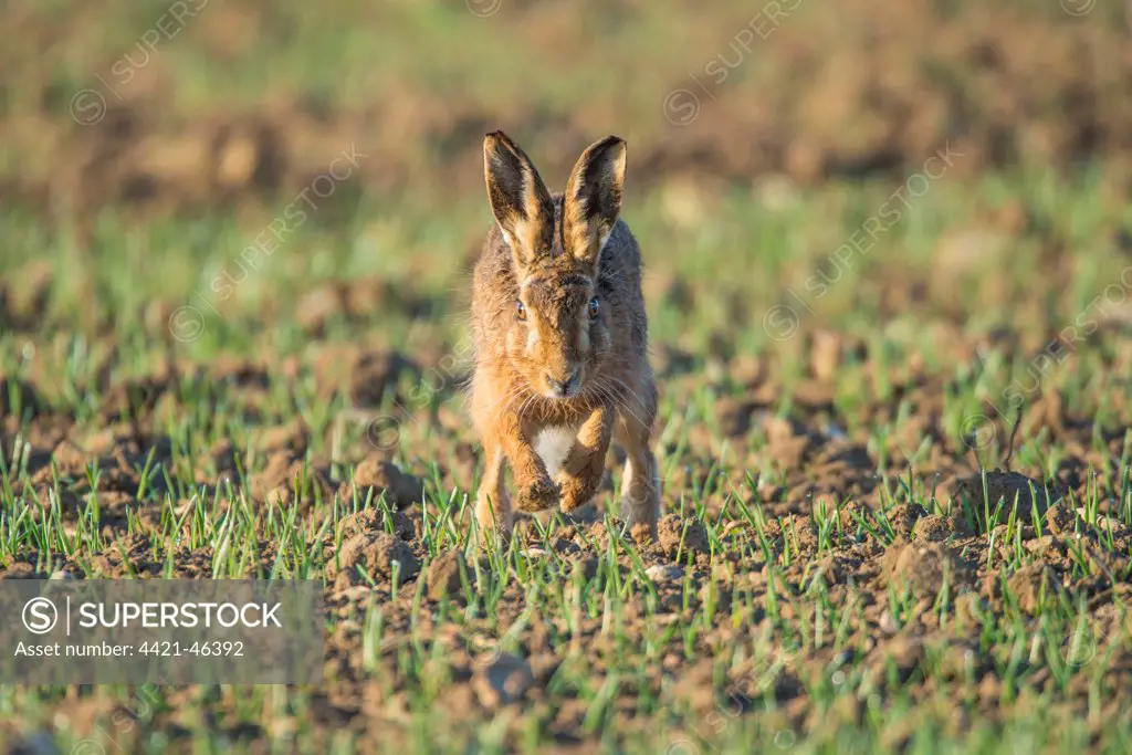 European Hare (Lepus europaeus) adult, running in seedling wheat crop, Norfolk, England, April