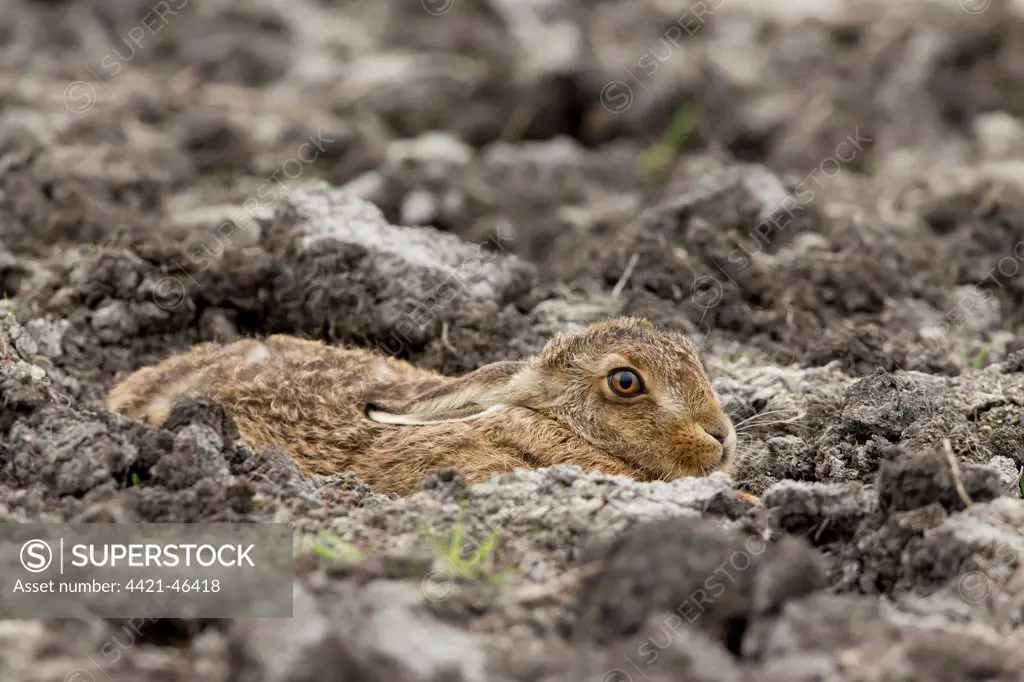 European Hare (Lepus europaeus) leveret, resting on bare ground, Suffolk, England, May