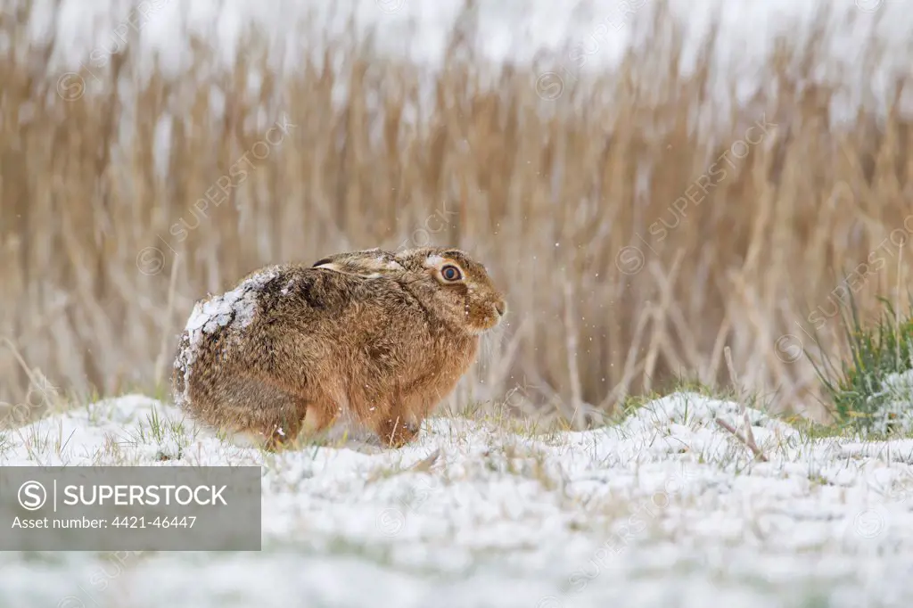 European Hare (Lepus europaeus) adult, standing in snow at edge of reeds, Suffolk, England, March