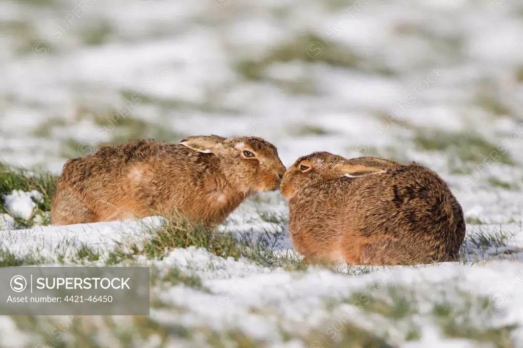 European Hare (Lepus europaeus) adult pair, touching noses in snow covered field, Suffolk, England, March