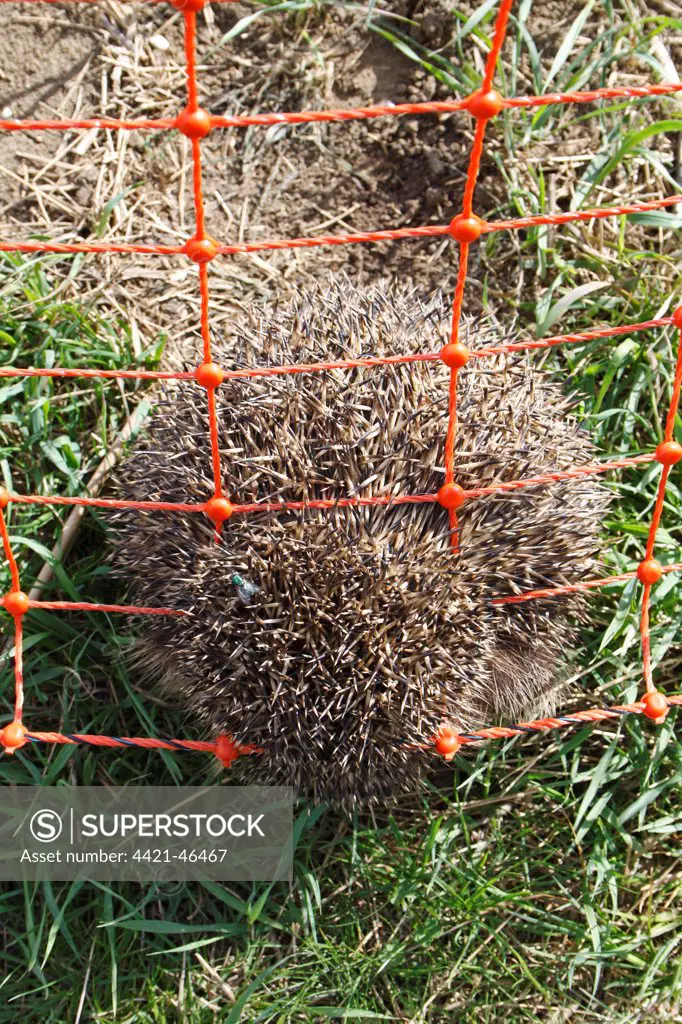 European Hedgehog (Erinaceus europaeus) dead adult, trapped in electric rabbit fence at edge of arable field, Bacton, Suffolk, England, May