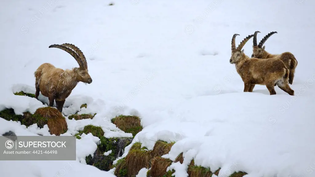 Alpine Ibex (Capra ibex) three adult males, standing on snow, Gran Paradiso N.P., Graian Alps, Italy, May