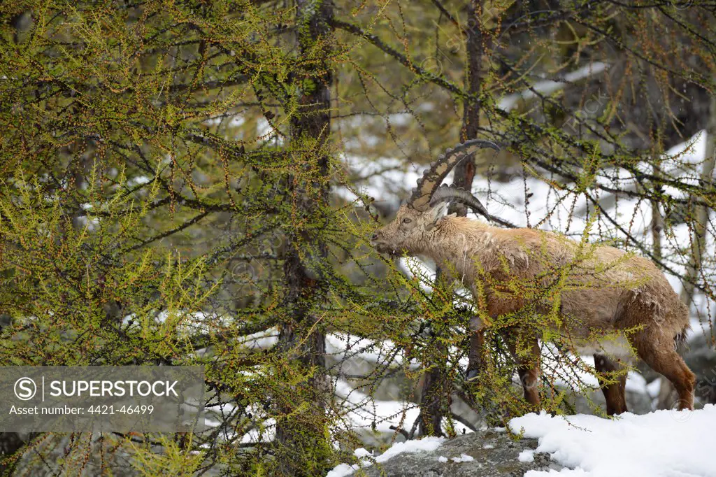 Alpine Ibex (Capra ibex) adult male, feeding on European Larch (Larix decidua) newly emerged leaves in snow covered forest, Gran Paradiso N.P., Graian Alps, Italy, May