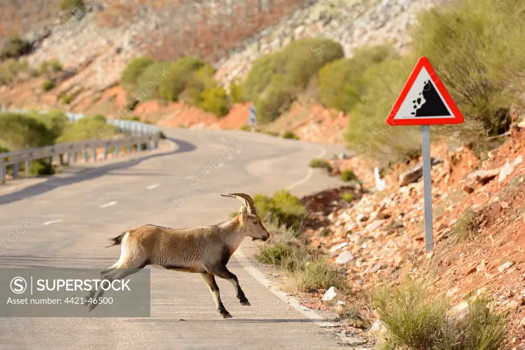 Spanish Ibex (Capra pyrenaica) immature male, running across road with rockfall warning sign, Spain, January