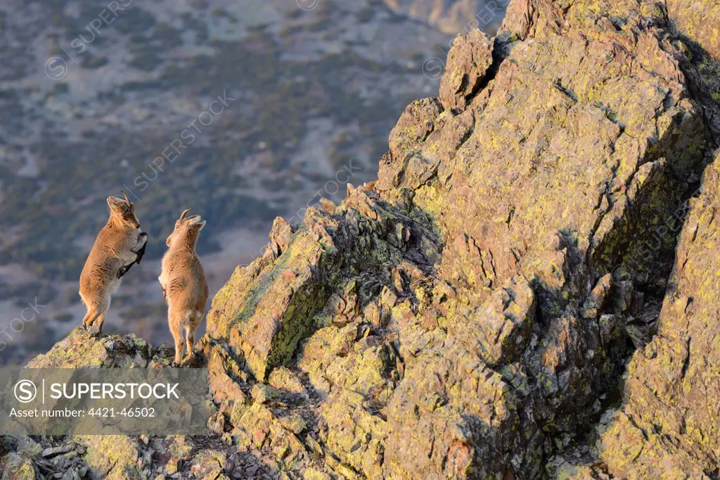 Spanish Ibex (Capra pyrenaica) two young, play-fighting on rocks in mountain habitat, Spain, January