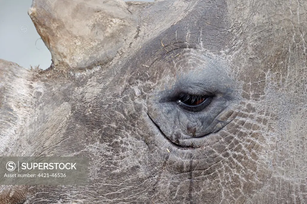 White Rhinoceros (Ceratotherium simum) adult, close-up of eye (captive)