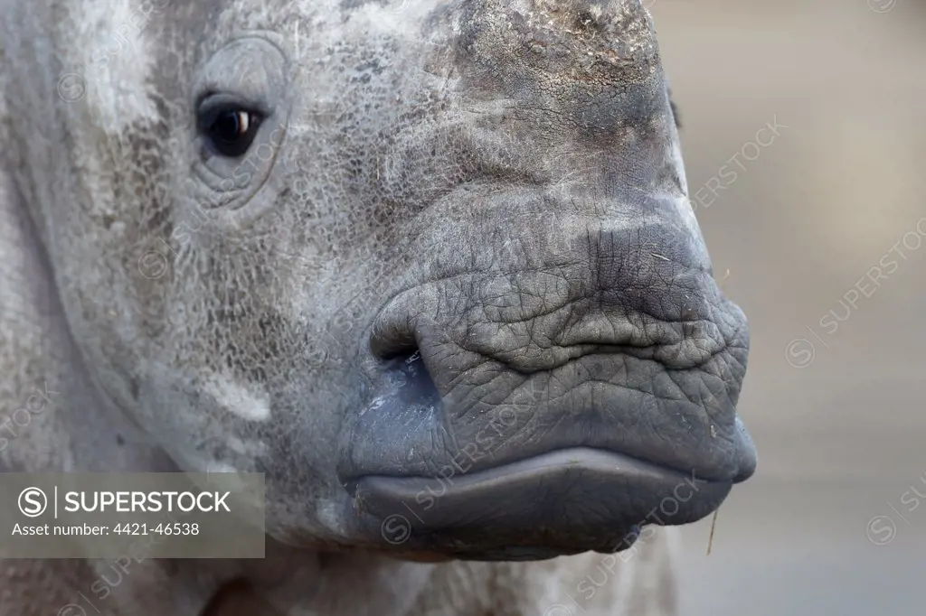 White Rhinoceros (Ceratotherium simum) calf, close-up of head (captive)
