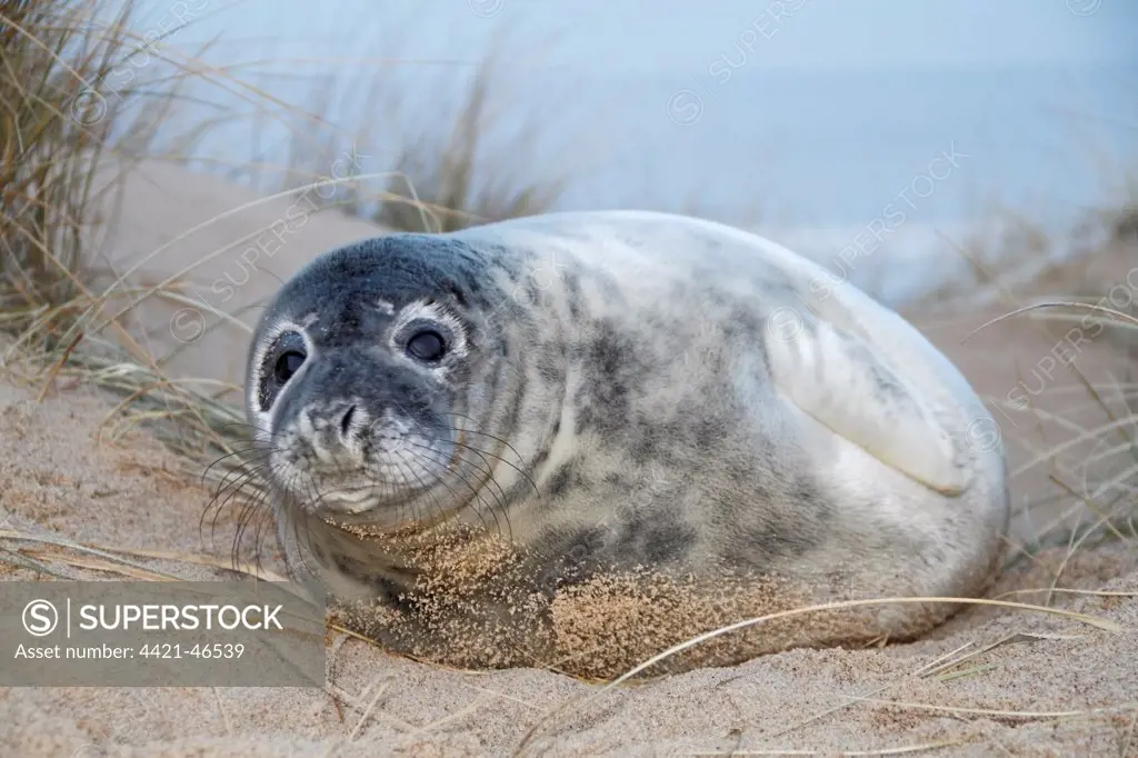 Grey Seal (Halichoerus grypus) pup, resting on beach amongst marram grass, Horsey, Norfolk, England, December