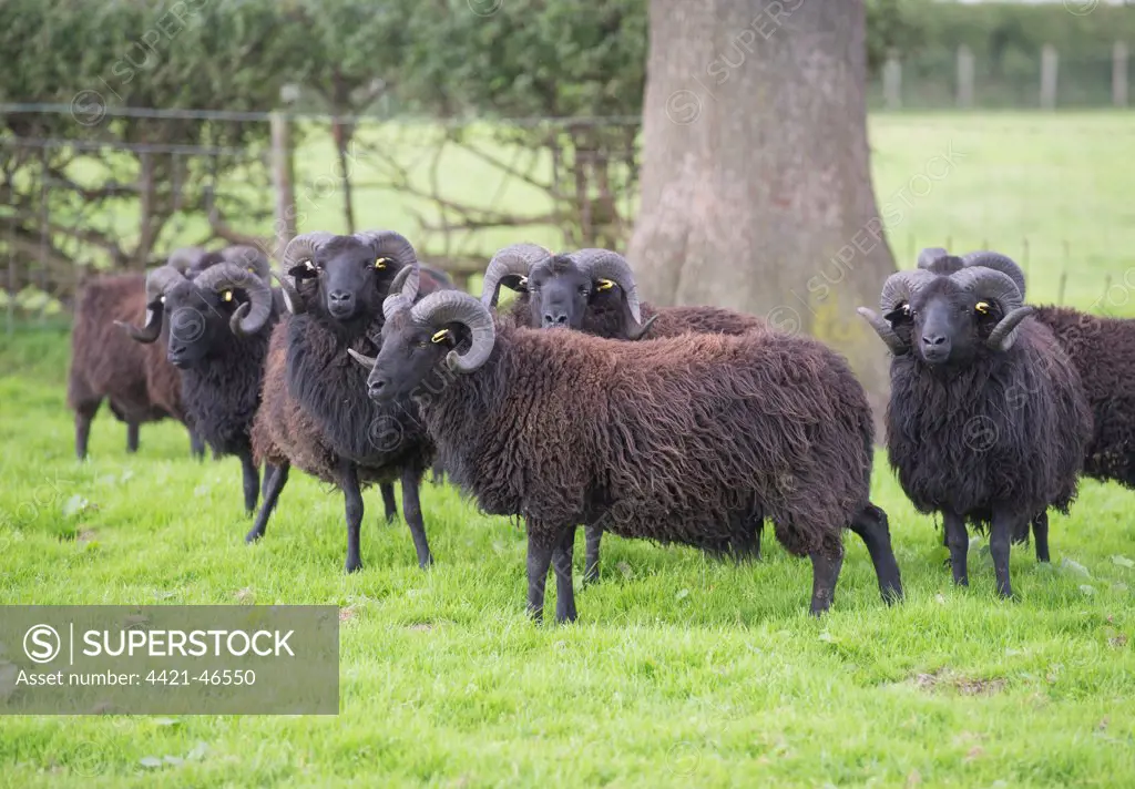 Domestic Sheep, Hebridean, rams, flock standing in pasture, Gisburn, Lancashire, England, August