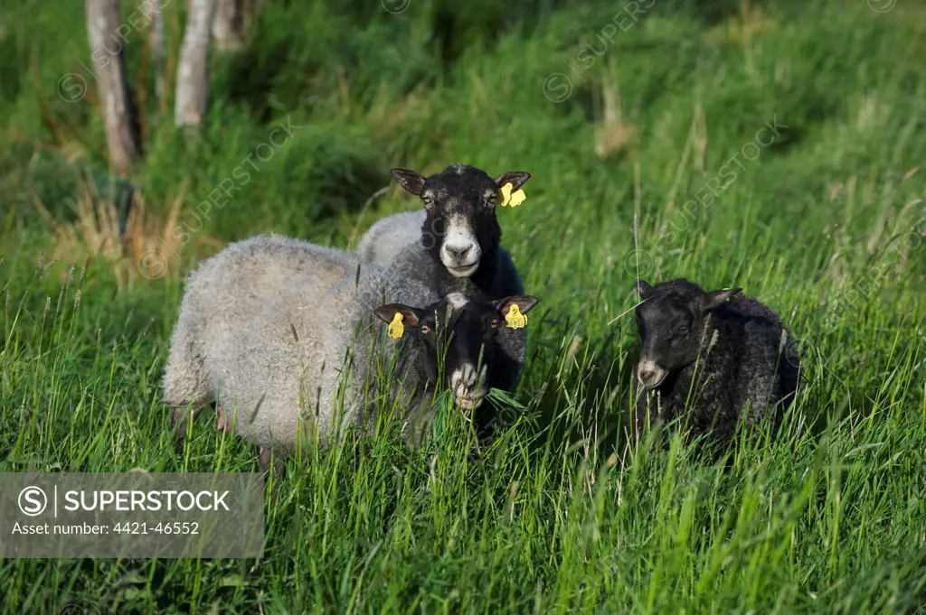 Domestic Sheep, two ewes with lamb, with ear tags, grazing in long grass, Sweden, may