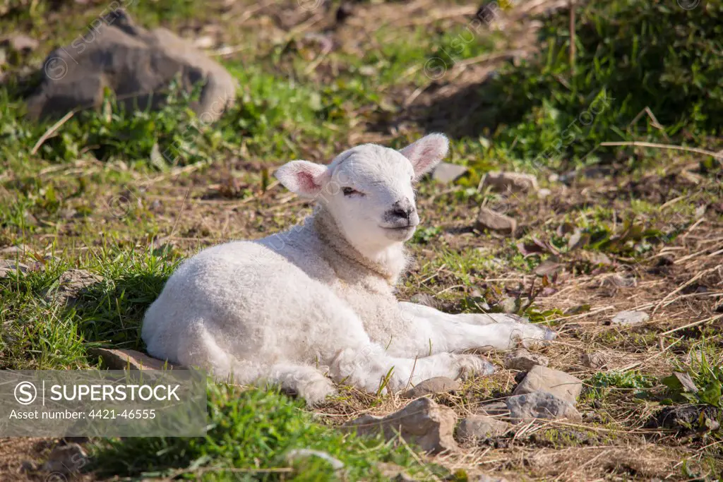 Domestic Sheep, Texel sired lamb, resting in pasture, Clitheroe, Lancashire, England, May