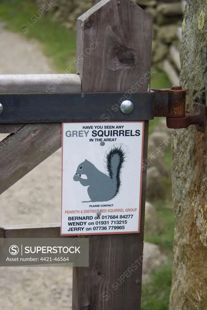 Eastern Grey Squirrel (Sciurus carolinensis) introduced species, 'Have you seen any Grey Squirrels in the area' sign, Lake District, Cumbria, England, September