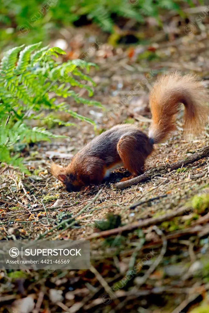 Eurasian Red Squirrel (Sciurus vulgaris) adult, digging for cached food on woodland floor, Kielder Forest, Northumberland, England, May