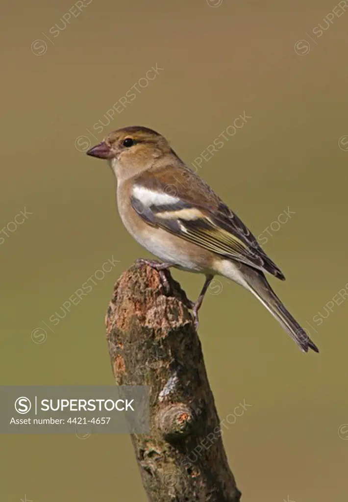 Chaffinch (Fringilla coelebs) adult female, with bill discoloured from blackberries, perched on dead branch, Norfolk, England, september
